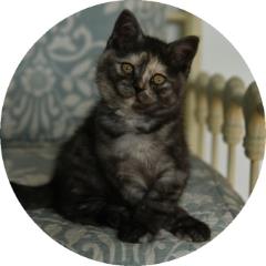 Black smoke british shorthair kittens hot sale for sale