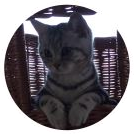 Pedigree British Shorthair Black Silver Classic Tabby Cat